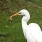 witte Reiger