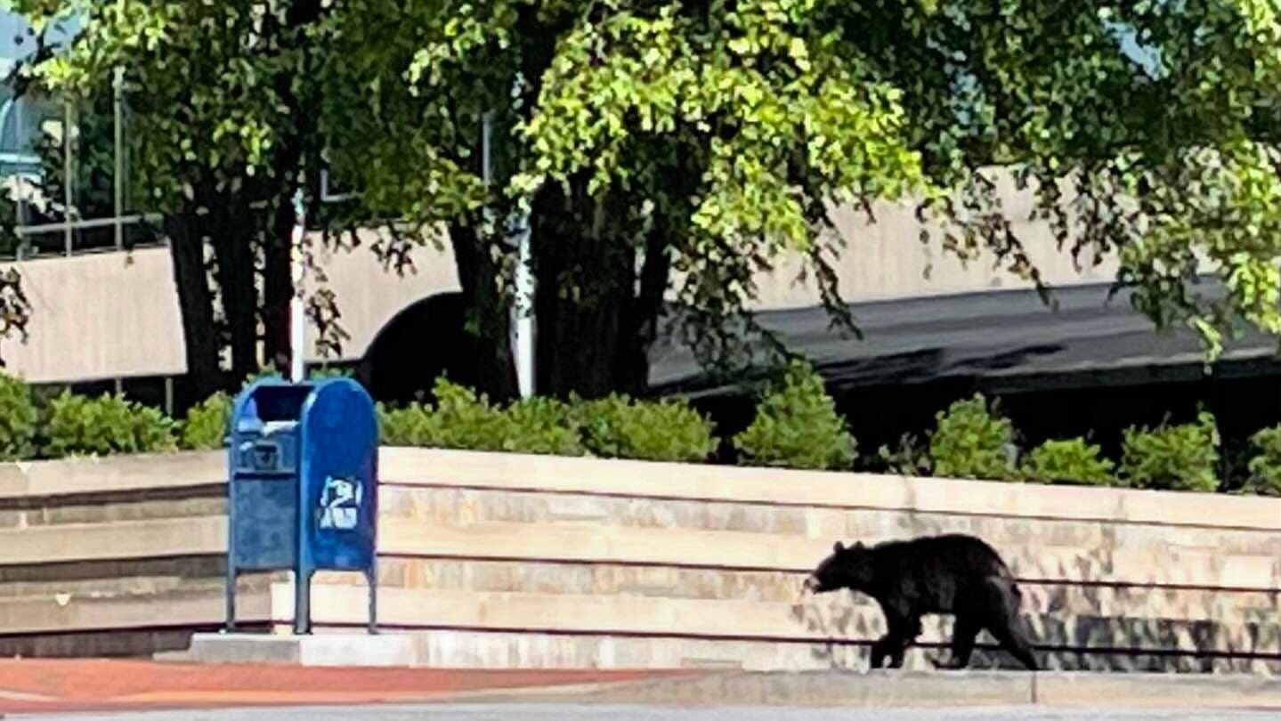 Bear spotted in downtown Asheville. Here's what to know about common bear misconceptions.