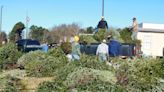 Want to recycle your live Christmas tree in Upstate SC? Feed it to the fish
