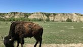Theodore Roosevelt National Park to reduce bison herd from 700 to 400 animals