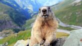 Adorable Marmot Enjoying Snacktime Is the Ultimate Timeline Cleanse