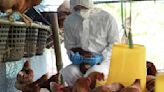 OMS registra primera muerte humana por gripe aviar en México