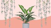 Amazon Has a New Storefront That's Packed With Gorgeous Artificial Plants—and Prices Start at $9