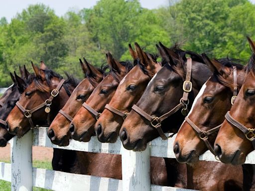 200 Best Horse Names for Your Colts and Fillies