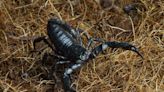 ABC registra mais de 120 casos de escorpiões e aranhas nas residências em 2024
