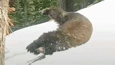 Black Bear Has The Time Of Its Life Somersaulting On Snowy Mountainside In California