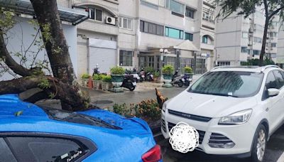 北投路樹倒砸中BMW！後車窗全碎超慘 網揭「驚人價格」嚇喊：心好痛