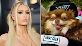 Paris Hilton's Beloved Dog Dead at 23: 'Words Cannot Express the Immense Pain I'm Feeling Right Now'