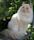 Ragamuffin cat