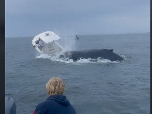 Humpback Whale Body Slams Boat With Passengers on Board