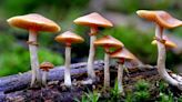 Ohio State receives DEA license to grow psychedelic mushrooms for research