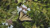 Sturdy beauty: Abelias are tough pest-resistant shrubs for your garden