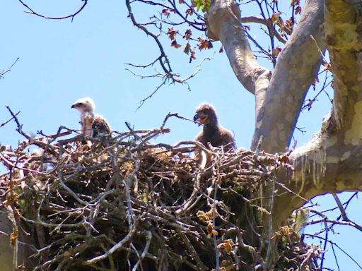 California eagles brought baby hawk to their nest as food. Now they’re raising it instead