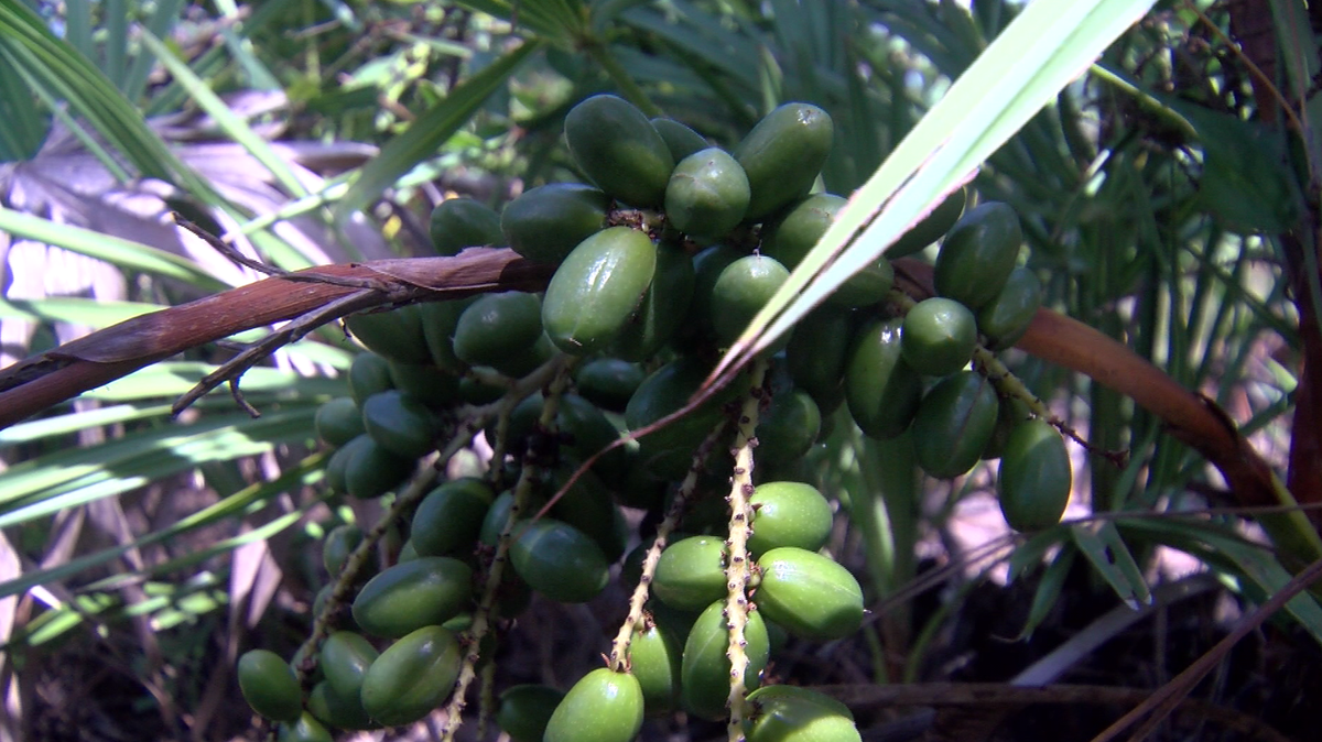 New Florida law takes effect to create harsher penalties for palmetto berry thefts