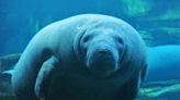 Florida discontinues manatee winter feeding program after seagrass conditions improve