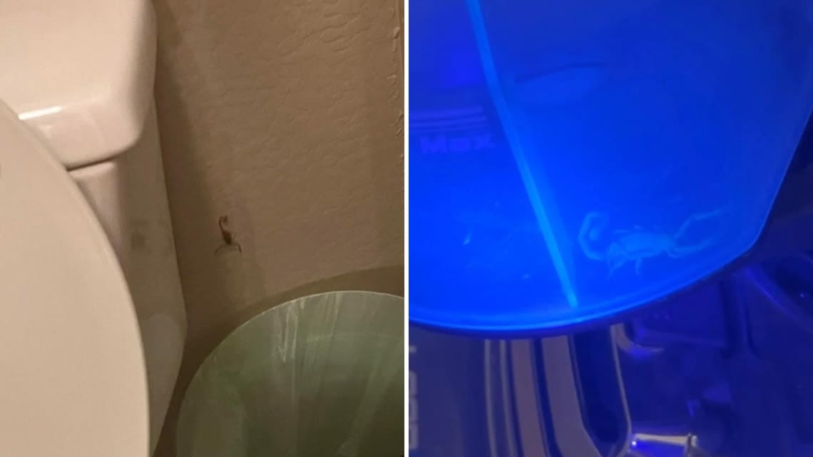 Phoenix Reddit user finds scorpion in bed, 2 days later another in the bathroom