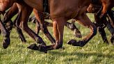 Racing itself needs to create horse welfare safety net to reassure public confidence