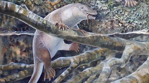 Australian scientists discover ancient 'echidnapus'