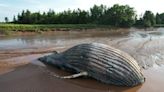 Death of humpback whale in Nova Scotia river raises climate change questions | CBC News
