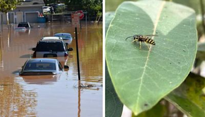 North Carolina Distributes EpiPens As Yellow Jackets, Bees Swarm After Helene Flooding; Know The Side Effects of Stings