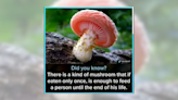 Fact Check: About That Claim a Mushroom Will Satiate You for the Rest of Your Life if Eaten Once