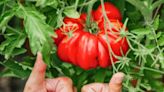 Best homemade fertiliser for tomatoes yields bigger fruit and deters slugs too