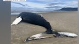 Young humpback whale washes up on Oregon coast