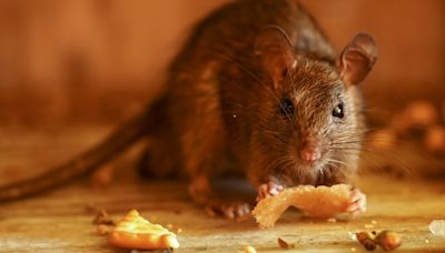 Rodent droppings force this Florida restaurant to temporarily close: inspection report