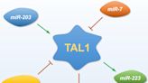 Study: Involvement of TAL1-microRNA axis in the progression of T-cell acute lymphoblastic leukemia