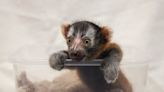 Nashville Zoo welcomes birth of second ‘critically endangered’ red ruffed lemur