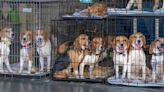 Beagle breeder in Virginia fined $35M after 4,000 dogs rescued