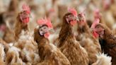 4 Kansans are sick after salmonella outbreak found in backyard poultry