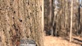 Want to make syrup this winter? Here's what to know about tree tapping in the Ozarks