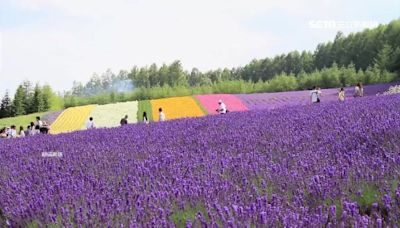 遊日本恐花更多錢！北海道擬徵收「住宿稅」 最快上路時間曝光