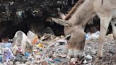 Cómo la contaminación plástica está acabando con los burros en Kenia
