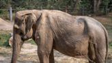 A disturbing image of an elephant with a deformed spine shows the brutal toll that tourist rides can have