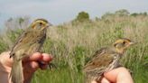 One bird’s troubles show the story of rising seas in salt marshes