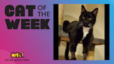 Cat Of The Week: Norbert (Adopt Me) | Z100 Portland | Maui