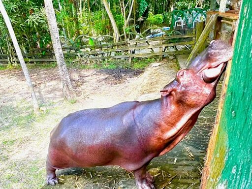 Adiós a la hipopótama ‘reina’ de la Hacienda Nápoles: murió Vanessa tras un largo tratamiento