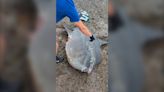 Holy Mola! Massive sunfish rescued near Bay of Fundy