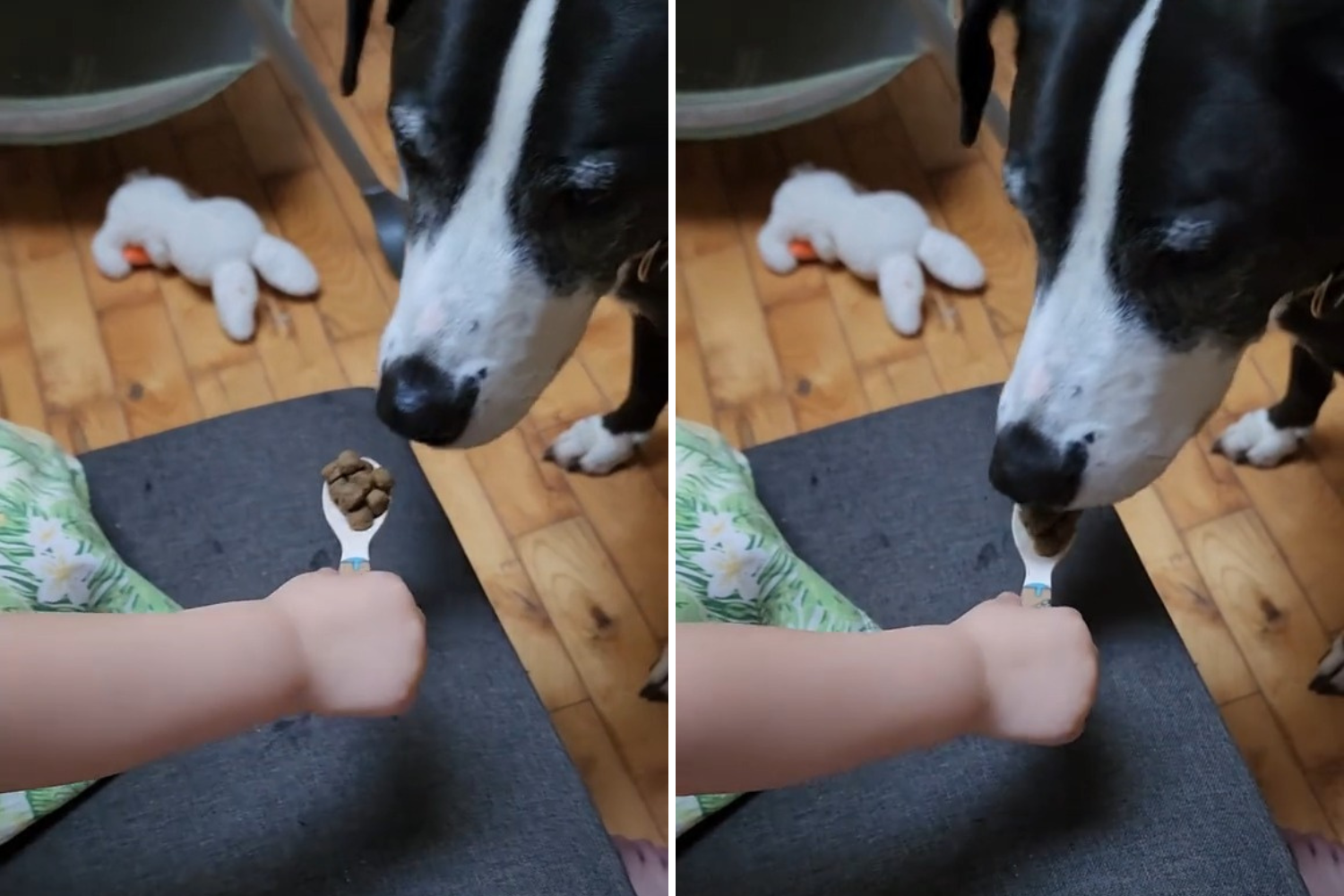 Grieving dog stops eating, what toddler does to help has everyone in tears