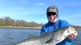 After overfishing reduced the species, managers move to save the striped bass