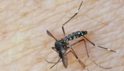 Montpellier : Premier cas autochtone de dengue de l’année en France