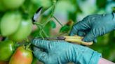 Gardening expert explains best way to improve tomato growth and flavour