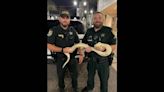 Road ‘obstruction’ reported at Florida intersection was a large snake, deputies say