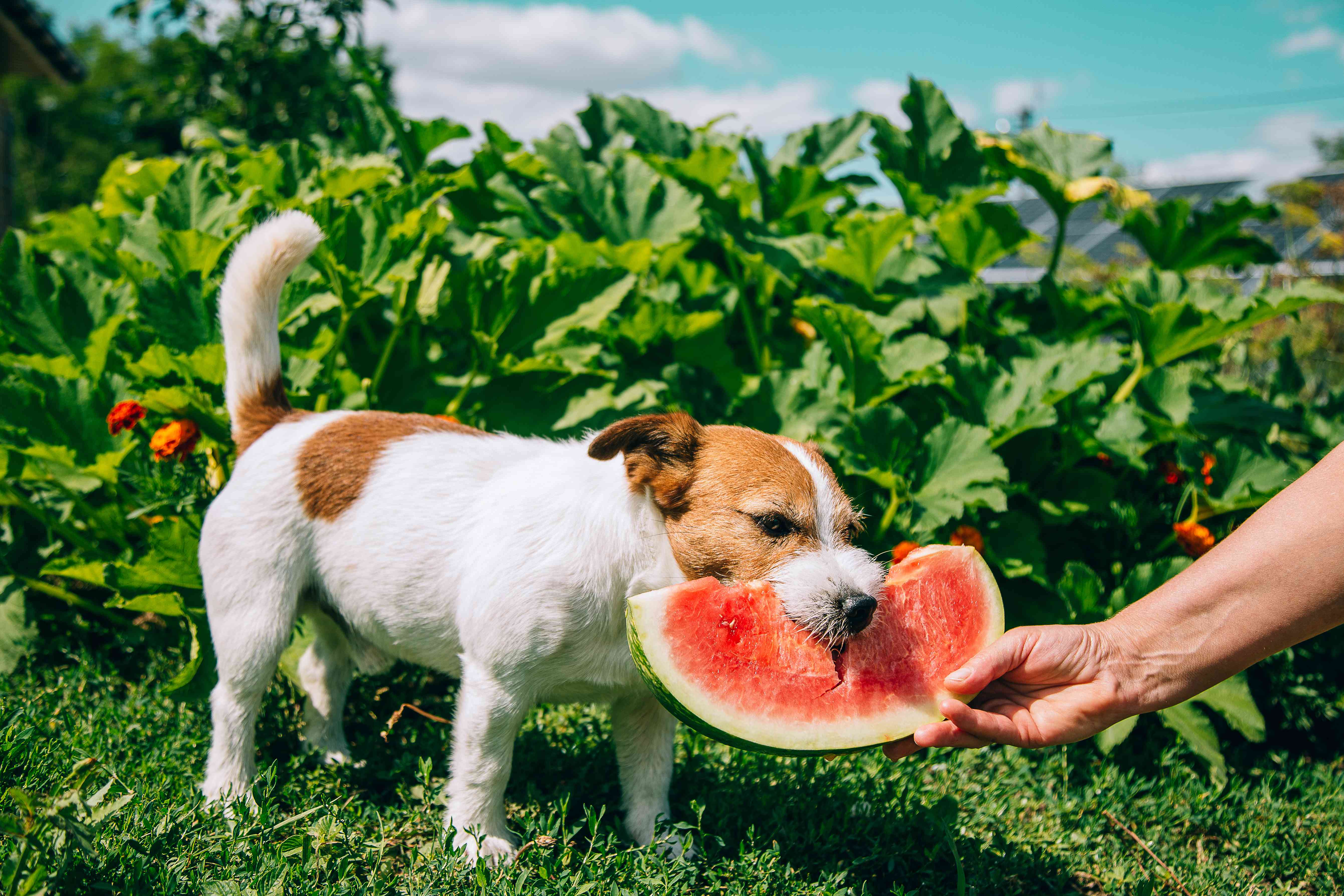 Can Dogs Eat Watermelon?