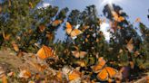 La mariposa monarca disminuye 59 por ciento en México a causa de los pesticidas