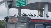 'Where Are They Going?' Video Of Crows Taking A Free Ride On Mumbai Bus Is Trending - News18