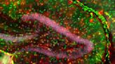 Neurociencia: descubren un nuevo tipo de célula en el cerebro humano