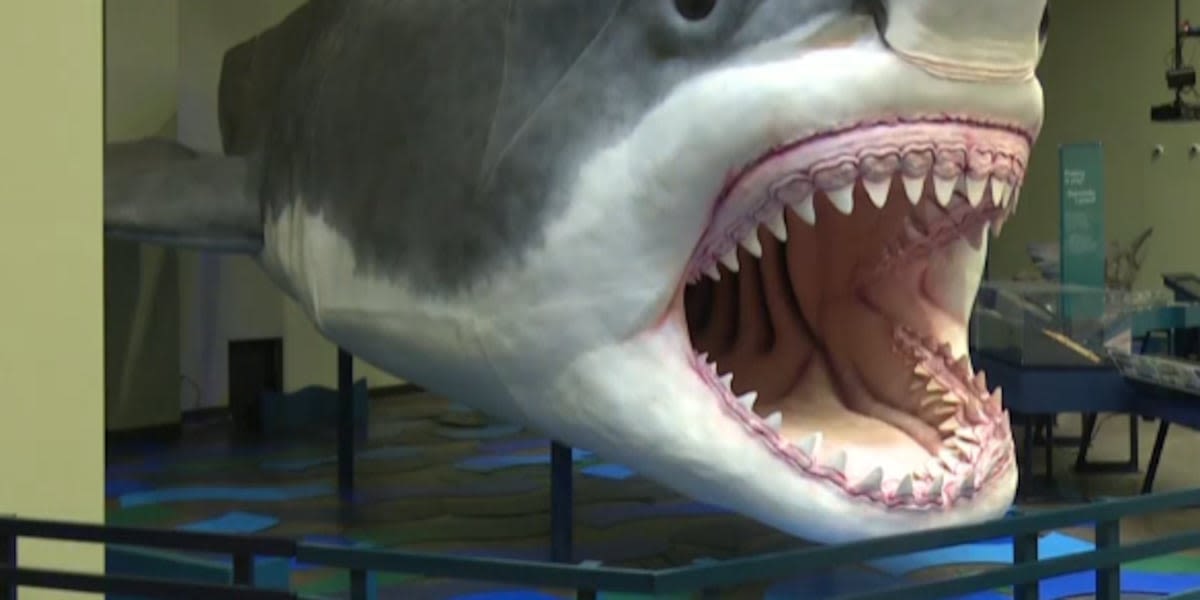 ‘Sharks’ exhibit at Riverfront Museum aims to show ocean’s ‘diversity of life’